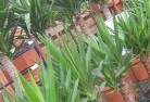 Koloonaplant-nursery-10.jpg; ?>