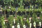 Koloonaplant-nursery-14.jpg; ?>