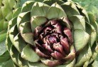 Koloonaplant-nursery-1.jpg; ?>