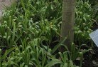 Koloonaplant-nursery-23.jpg; ?>