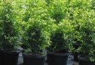 Koloonaplant-nursery-24.jpg; ?>