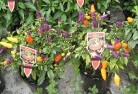 Koloonaplant-nursery-27.jpg; ?>